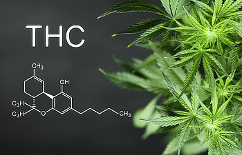 green cannabis leaves and chemical formula of thc